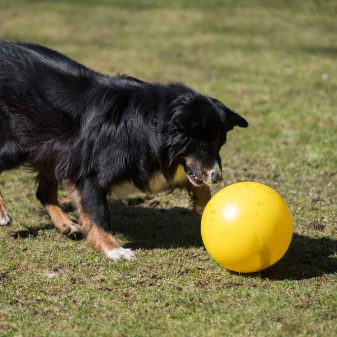 PROCYON Treibball - Gelb