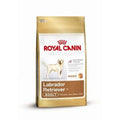 Royal Canin Labrador Retriever Adult - 3 kg